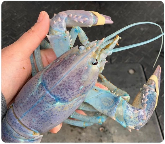 Moon Mist Lobster Candle | Hand-Poured in Halifax – Burning Flame