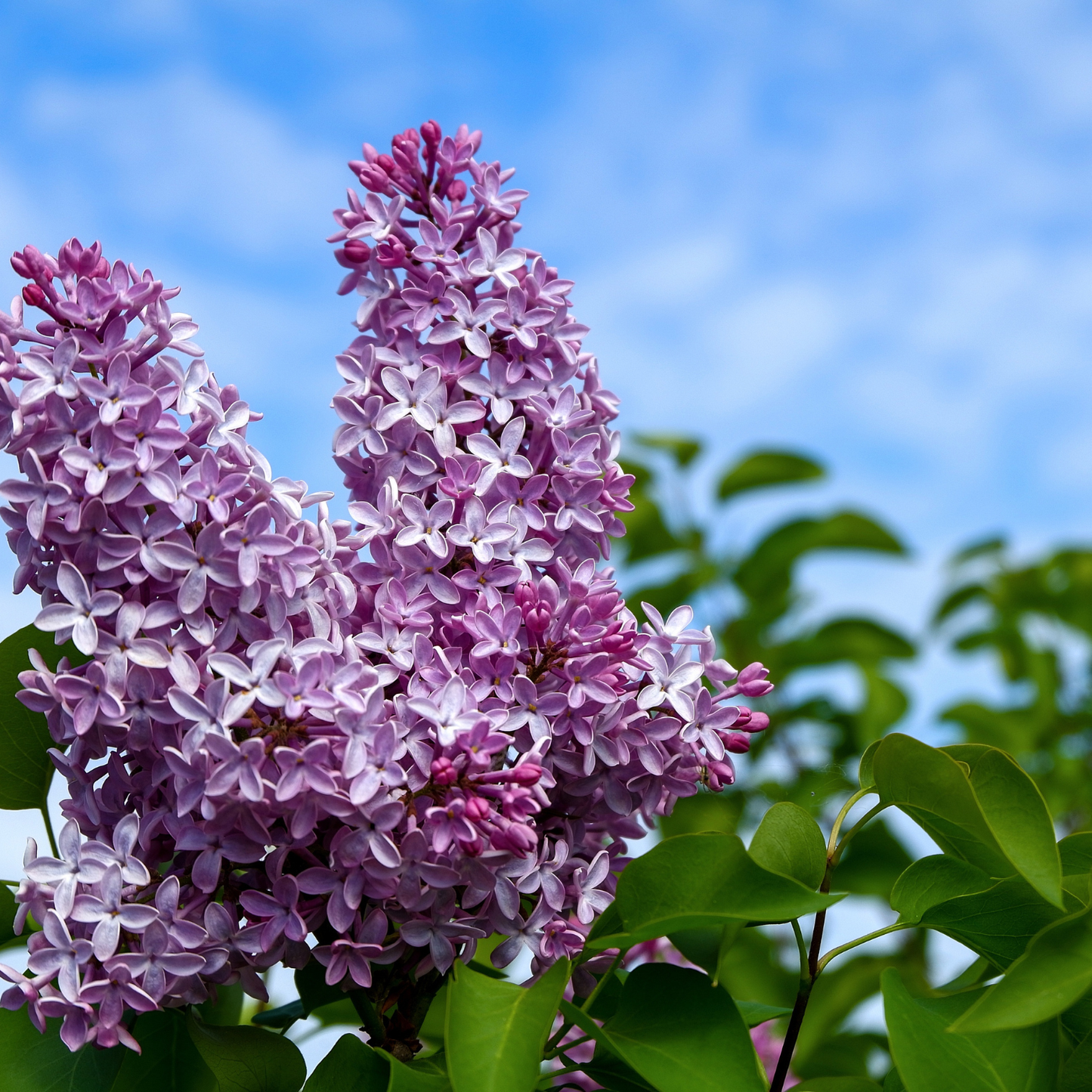Lilac & Willow Candle | Hand-Poured in Halifax – Burning Flame