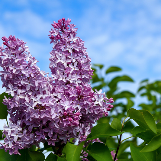 Lilac & Willow Candle | Hand-Poured in Halifax – Burning Flame